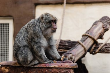 selective focus of monkey holding sweet cookie in zoo  clipart