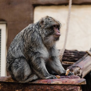 Şirin maymunun hayvanat bahçesinde tatlı kurabiyeler tutmasının seçici odağı 