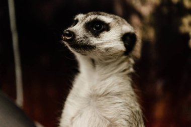 selective focus of cute meerkat in zoo  clipart