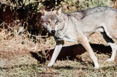 dangerous wolf walking on ground outside  clipart