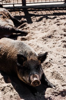 selective focus of pigs on sand outside  clipart