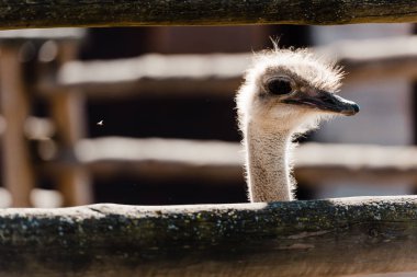 selective focus of ostrich near wooden fence in zoo  clipart