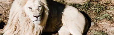 panoramic shot of dangerous white lion lying on grass outside  clipart