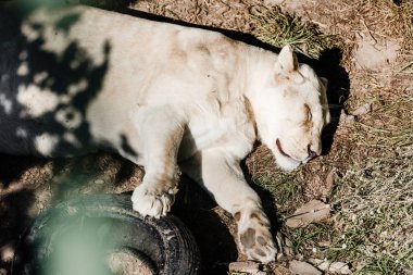 Kürklü dişi aslan dışarıda araba lastiğinin yanında uyuyor. 