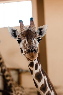 selective focus of cute and tall giraffe in zoo  clipart