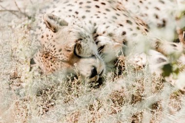 selective focus of leopard sleeping on grass near cage  clipart