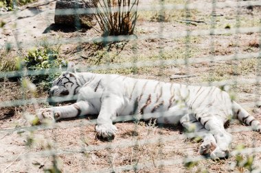 selective focus of white tiger sleeping near cage in zoo  clipart