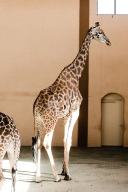sunlight on tall giraffes standing in zoo  clipart