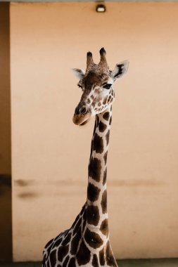 cute giraffe with long neck in zoo clipart