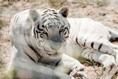 selective focus of white tiger lying near cage in zoo  clipart