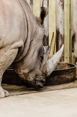 rhino with big horn standing near feeding trough clipart