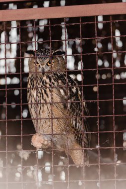 selective focus of owl sitting near cage in zoo  clipart
