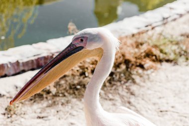 selective focus of pelican with big beak  clipart
