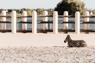striped zebra lying on sand near fence  clipart
