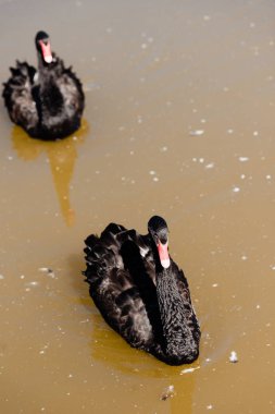 selective focus of black swans swimming in pond  clipart