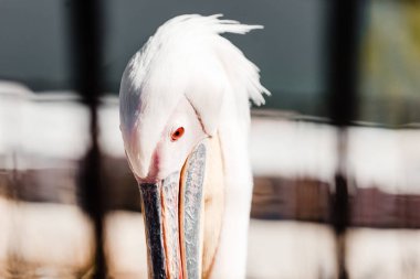 selective focus of pelican with big beak in zoo  clipart