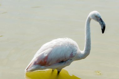 Hayvanat bahçesinde duran pembe flamingo 