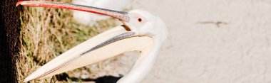 panoramic shot of pelican with big beak screaming in zoo  clipart