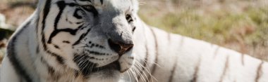 panoramic shot of white tiger lying outside in zoo  clipart