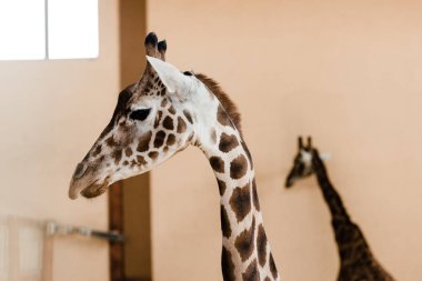cute and tall giraffes with long necks in zoo clipart