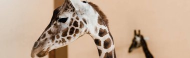 panoramic shot of tall giraffes with long necks in zoo clipart