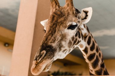 cute and tall giraffe with long neck and horns in zoo clipart