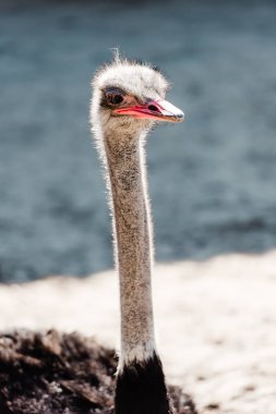 ostrich with long neck standing outside in zoo clipart