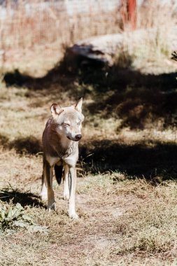 dangerous wolf walking on grass outside in zoo clipart