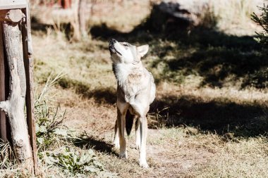 dangerous wolf walking on grass in zoo clipart