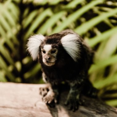 selective focus of cute marmoset monkey in zoo clipart