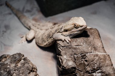selective focus of reptile near stone in terrarium  clipart