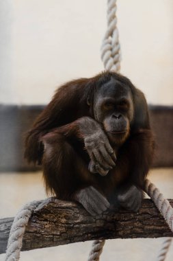 selective focus of monkey sitting near ropes on tree clipart