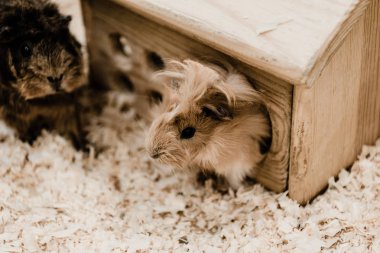 Sevimli küçük hamsterların seçici odağı 