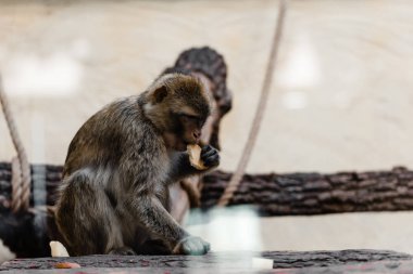 selective focus of cute monkey eating cookie in zoo clipart