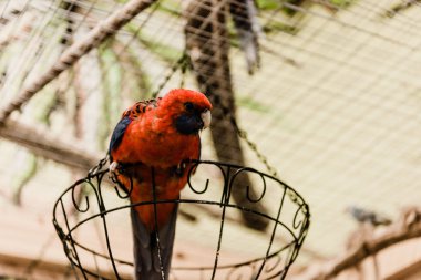 Hayvanat bahçesindeki metal kafeste oturan kırmızı papağan.