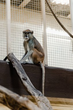selective focus of cute monkey sitting near cage  clipart