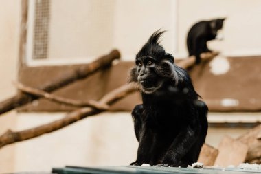 selective focus of black monkey sitting in zoo clipart