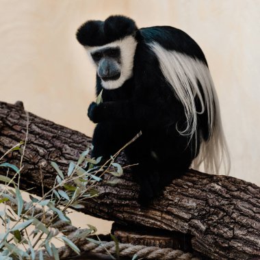 selective focus of black and white monkey sitting on tree near plant  clipart