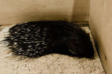 dangerous and wild porcupine sitting in zoo clipart