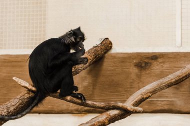 selective focus of cute black ape sitting on wooden log  clipart