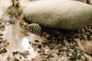 selective focus of lizard near rocks in terrarium  clipart