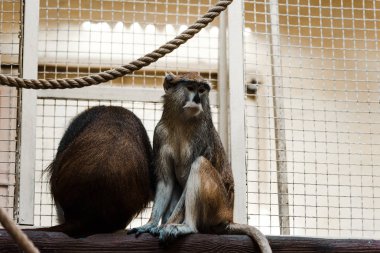 selective focus of monkeys sitting on wooden log near rope and cage  clipart