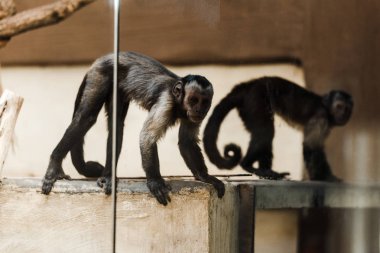 selective focus of adorable monkeys in zoo  clipart