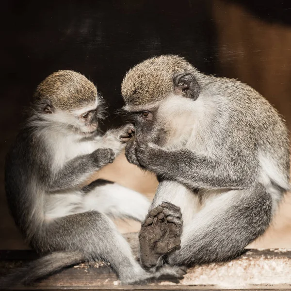 Cute Monkeys Sitting Zoo — Stock Photo, Image