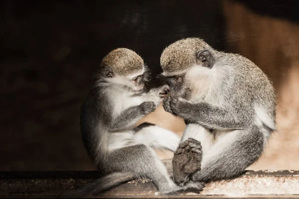 かわいいチンパンジーが動物園に座っていて — ストック写真