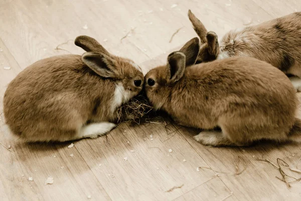 Милые Пушистые Кролики Сидят Возле Сена — стоковое фото