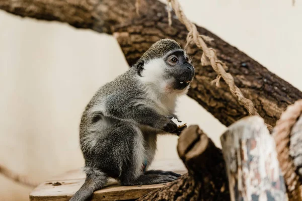 Enfoque Selectivo Mono Lindo Sentado Árbol — Foto de Stock