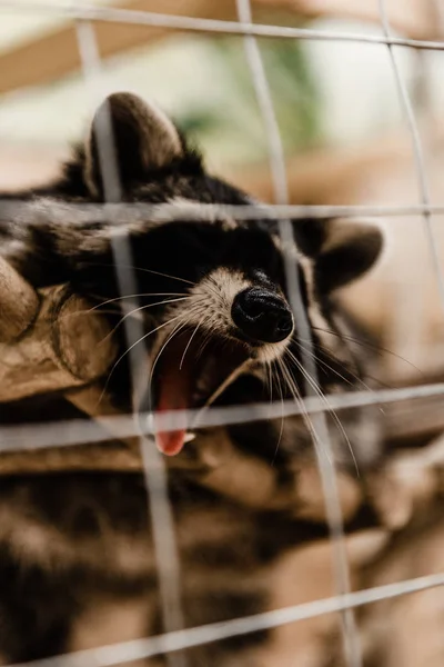 Selective Focus Cute Fluffy Raccoon Yawning Zoo — Stock Photo, Image