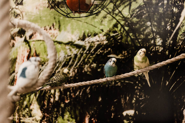 selective focus of parrots sitting on rope in zoo