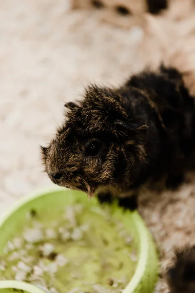 selective focus of fluffy and cute hamster near bowl with pet food